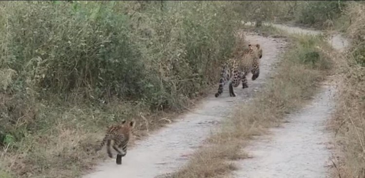 मादा लेपर्ड चाँदनी के साथ दिखे दो शावक