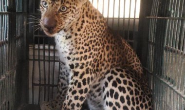 Leopard rescue: बस्सी से रेस्क्यू किए लेपर्ड को वन क्षेत्र में छोड़ा