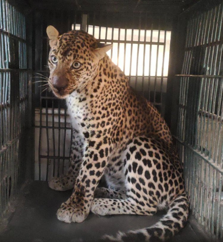 Leopard rescue: बस्सी से रेस्क्यू किए लेपर्ड को वन क्षेत्र में छोड़ा