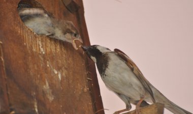 27th Indian Birding Fair : जयपुर में इस तारीख आयोजित किया जाएगा 'रिवाइल्डिंग' को समर्पित 27वां इंडियन बर्डिंग फेयर. पूरी न्यूज़ के लिए क्लिक करे लिंक पर