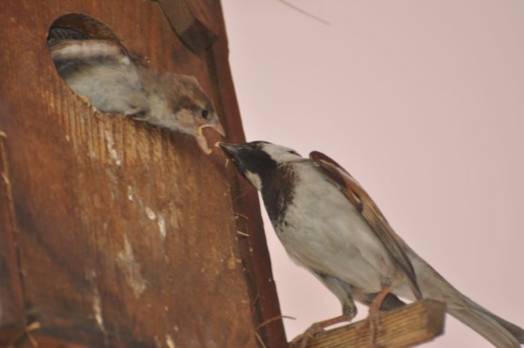 27th Indian Birding Fair : जयपुर में इस तारीख आयोजित किया जाएगा 'रिवाइल्डिंग' को समर्पित 27वां इंडियन बर्डिंग फेयर. पूरी न्यूज़ के लिए क्लिक करे लिंक पर