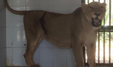 Lioness Durga: शेरनी दुर्गा का एक मृत शावक हुआ पैदा