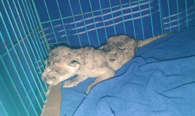 Nahargarh Biological Park: नाहरगढ़ जैविक उद्यान स्थित लॉयन सफारी से आई बड़ी खबर.. पूरी जानकारी के लिए क्लिक करे लिंक पर