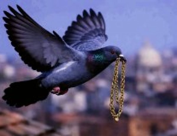 Winged Thief Shocks Degana: Pigeon Flies Away with Gold Chain Worth ₹1 Lakh, Creates Panic in Sarafa Market