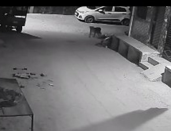 आगरा रोड सूर्य सिटी में लेपर्ड की दस्तक से दहशत, सीसीटीवी में कैद हुआ मूवमेंट