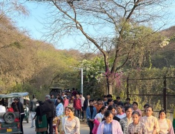 नाहरगढ़ जैविक उद्यान बना पर्यटकों का हॉटस्पॉट: 39 दिनों में 57 हजार से अधिक सैलानी, लायन–टाइगर सफारी का बढ़ा क्रेज