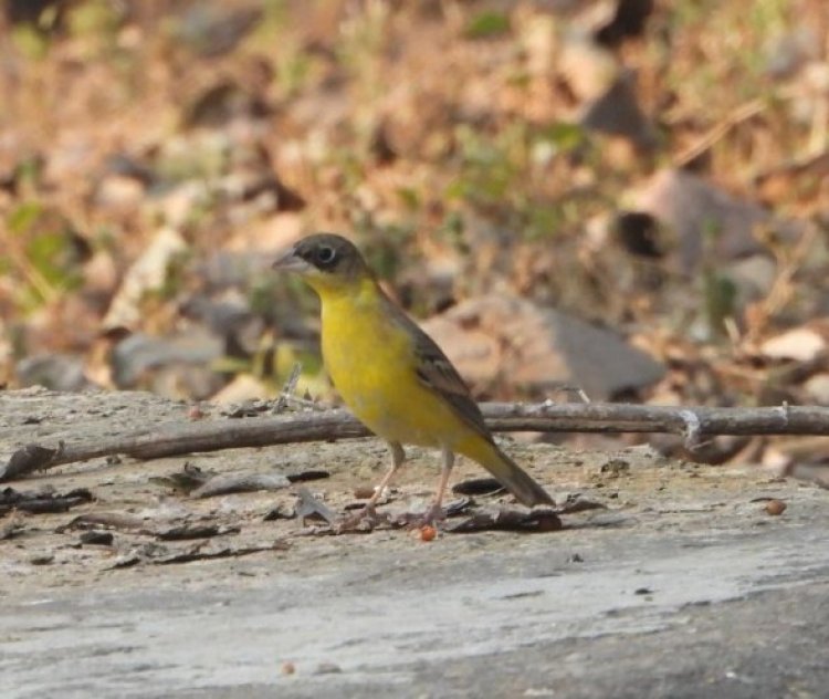 Migratory Bird India: झालाना में पहली बार दिखी ब्लैक हेडेड बंटिंग, वन्य पारिस्थितिकी तंत्र हो रहा समृद्ध