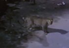 Leopard Sighting Today: जयपुर में लेपर्ड का ‘नाइट विज़िट’! इंदिरा गांधी नगर में देर रात दहशत, वन विभाग अलर्ट मोड पर