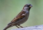 Silence of the Sparrow: Jaipur Wakes Up to Save Its Vanishing ‘Chirping Companion’ on World Sparrow Day