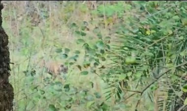 सरिस्का में खुशखबरी: बाघिन ST-17 ने दिए तीन शावकों को जन्म, बाघों की संख्या में हुआ इजाफा