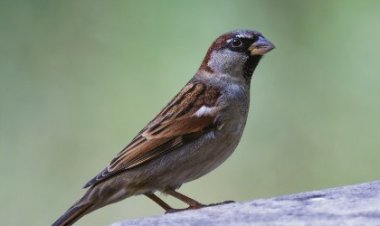 Silence of the Sparrow: Jaipur Wakes Up to Save Its Vanishing ‘Chirping Companion’ on World Sparrow Day
