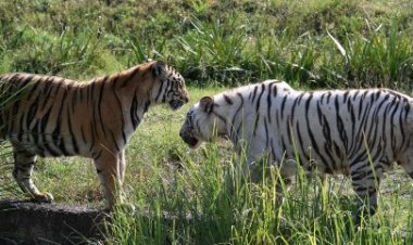 Tourist Surge Breaks Records at Nahargarh Biological Park: Over 6,000 Visitors in a Single Day