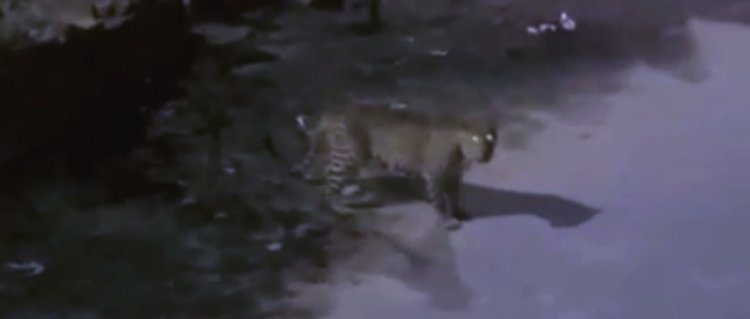 Leopard Sighting Today: जयपुर में लेपर्ड का ‘नाइट विज़िट’! इंदिरा गांधी नगर में देर रात दहशत, वन विभाग अलर्ट मोड पर