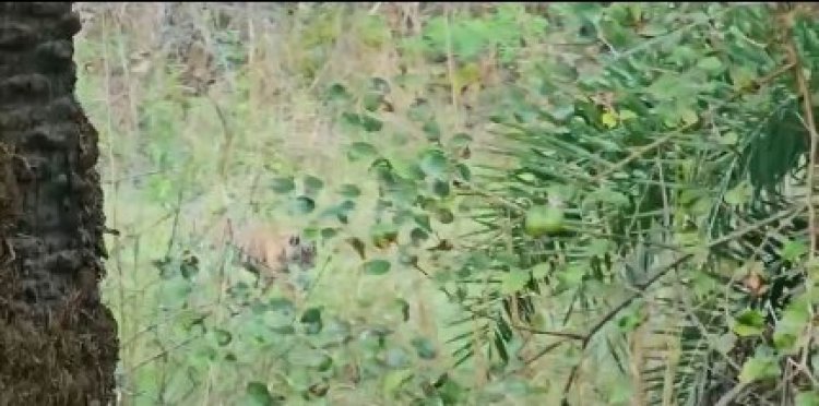 सरिस्का में खुशखबरी: बाघिन ST-17 ने दिए तीन शावकों को जन्म, बाघों की संख्या में हुआ इजाफा