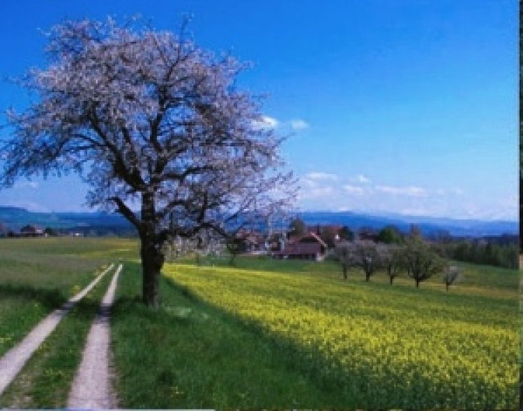 Rajasthan Weather Update: राजस्थान में बदला मौसम का मिजाज: 8 जिलों में आंधी-बारिश का अलर्ट, बादलों से हीटवेव से मिली राहत