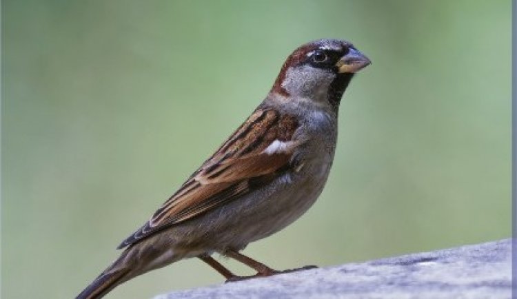 Silence of the Sparrow: Jaipur Wakes Up to Save Its Vanishing ‘Chirping Companion’ on World Sparrow Day