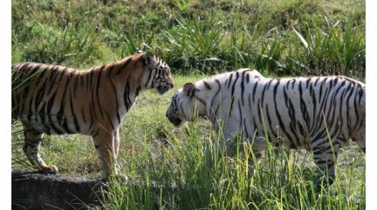 Tourist Surge Breaks Records at Nahargarh Biological Park: Over 6,000 Visitors in a Single Day