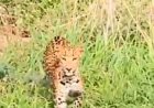 Jhalana Leopard Reserve में Flora के शावक का पहला Hunt! Rabbit का पीछा कर सीखा जंगल में जीने का सबसे बड़ा सबक