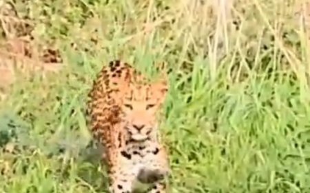 Jhalana Leopard Reserve में Flora के शावक का पहला Hunt! Rabbit का पीछा कर सीखा जंगल में जीने का सबसे बड़ा सबक