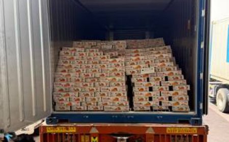 सफलता से किसानों की आय बढ़ने के साथ भारतीय Mango Export को भी 25 दिन समंदर में सफर... फिर भी 90% Mango Fresh! UAE पहुंची UP की पहली Sea Export खेप, किसानों की कमाई में बड़ा Game Changer