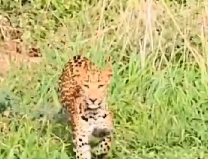 Jhalana Leopard Reserve में Flora के शावक का पहला Hunt! Rabbit का पीछा कर सीखा जंगल में जीने का सबसे बड़ा सबक