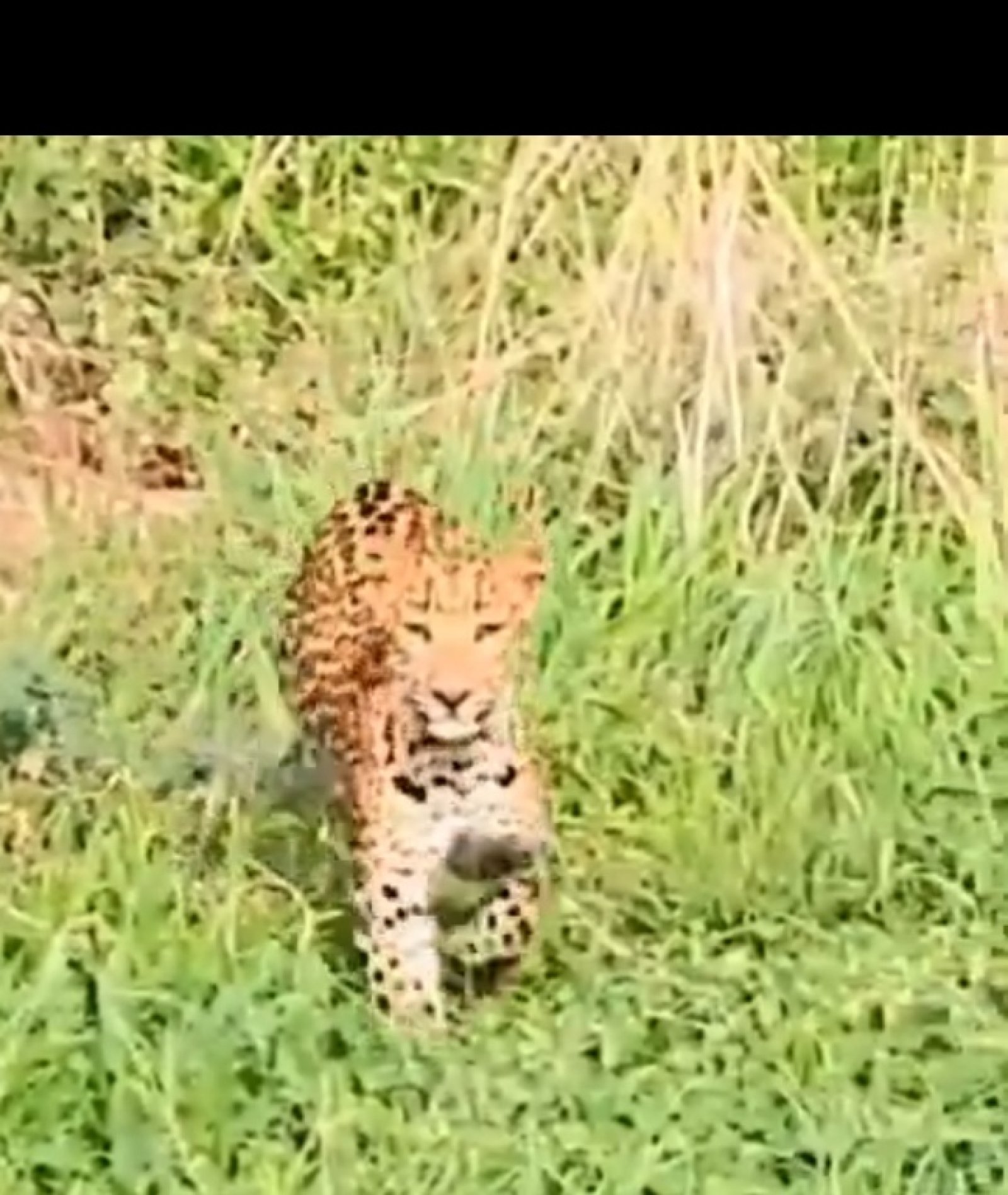 Jhalana Leopard Reserve में Flora के शावक का पहला Hunt! Rabbit का पीछा कर सीखा जंगल में जीने का सबसे बड़ा सबक