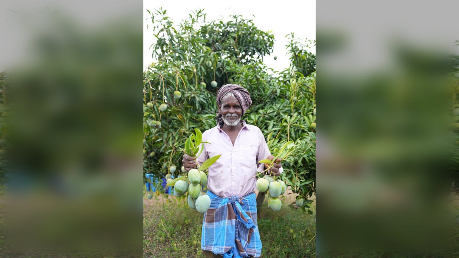 Maldives पहुंचा Karnataka का Neelam-Totapuri Mango, किसानों की Income में 50% से ज्यादा उछाल; APEDA की इस पहल ने खोल दिए Global Market के नए दरवाजे