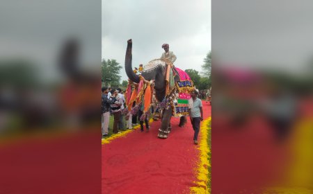 Elephants Dazzle in 62 Kg of Silver Jewellery as Amer's Elephant Village Hosts Royal Ramp Walk