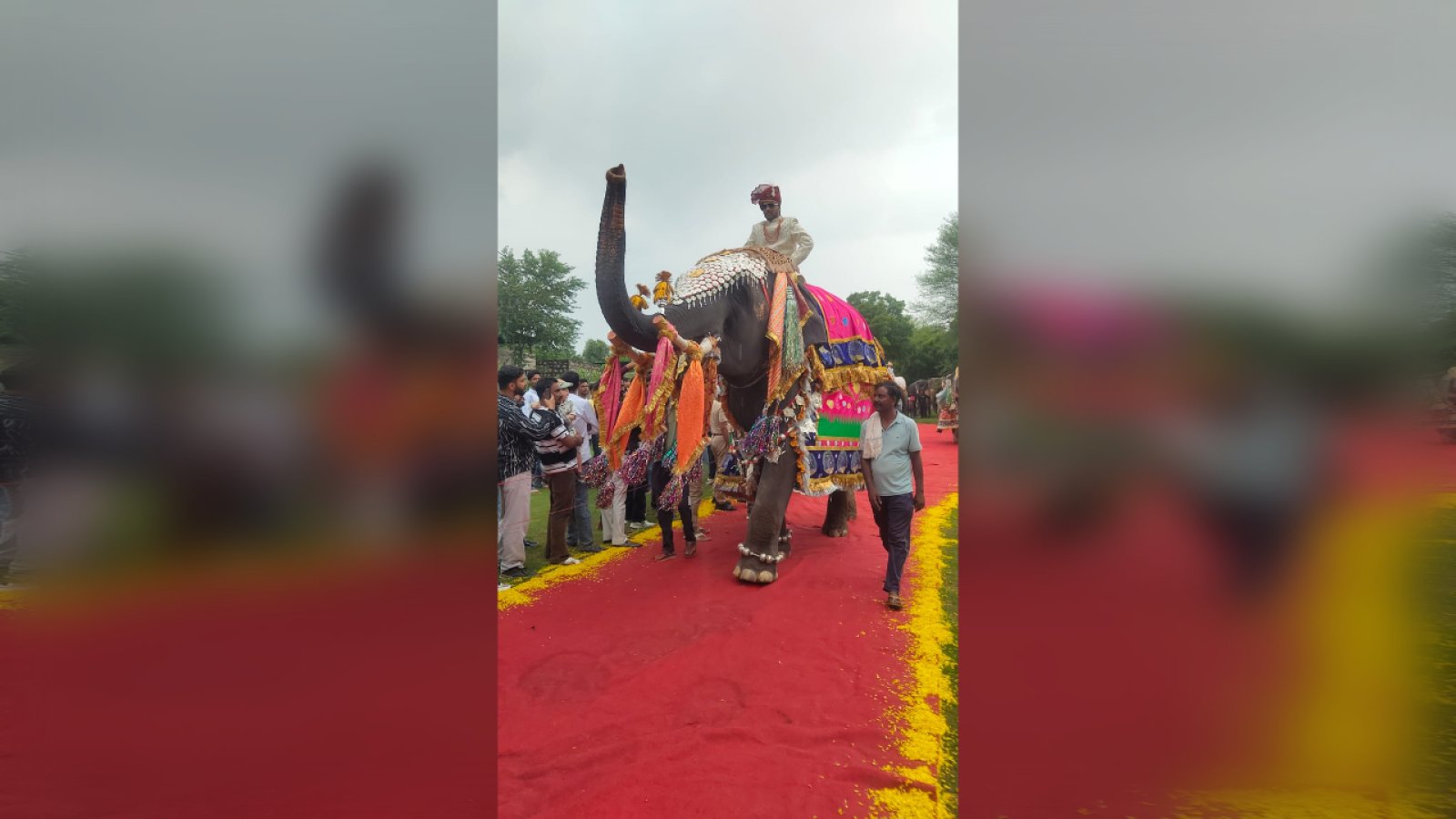 Elephants Dazzle in 62 Kg of Silver Jewellery as Amer's Elephant Village Hosts Royal Ramp Walk