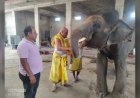 हाथी को गणेश स्वरूप मानकर हुई पूजा! आमेर के 'वीरु' के माथे पर सजा स्वस्तिक, देखते रह गए लोग