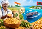 60 नहीं, अब 82 रुपए किलो! कर्नाटक की तुअर दाल ने मालदीव में मचाई धूम, किसानों की चमकी किस्मत