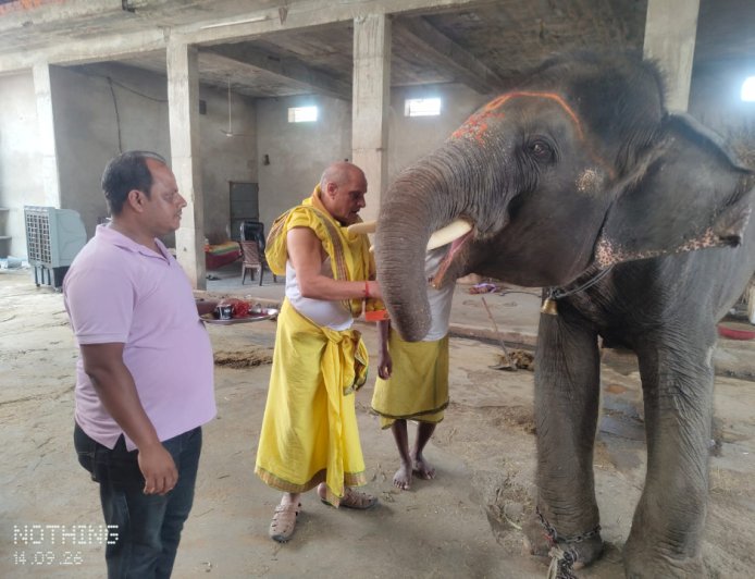 हाथी को गणेश स्वरूप मानकर हुई पूजा! आमेर के 'वीरु' के माथे पर सजा स्वस्तिक, देखते रह गए लोग