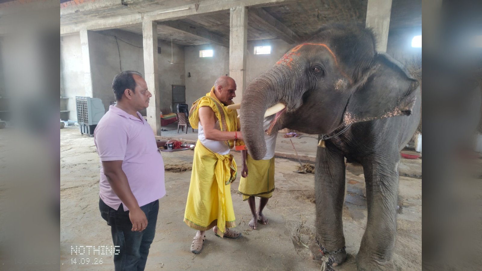 हाथी को गणेश स्वरूप मानकर हुई पूजा! आमेर के 'वीरु' के माथे पर सजा स्वस्तिक, देखते रह गए लोग