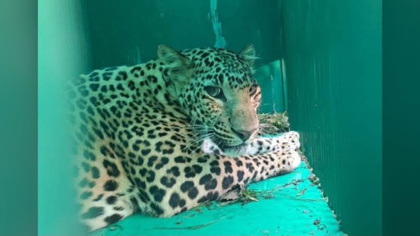 रिहायशी इलाके में घूमता दिखा बघेरा, वन विभाग ने पिंजरे में कैद कर बचाई सबकी जान